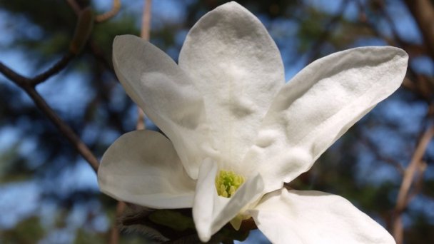 Arborétum Mlyňany - Magnólia japonská Zdroj: https://scontent-vie1-1.xx.fbcdn.net/v/t1.0-9/p720x720/57253460_418519705608354_1143335824796942336_o.jpg?_nc_cat=106&_nc_sid=8024bb&_nc_oc=AQknPoMOIEBcM89FIKmdsIXRQVhs6yQoTU7wQKAG1CgAGeuU9PkmZ-eDtcWfpPo8l3M&_nc_ht=scontent-vie1-1.xx&_nc_tp=6&oh=2ac1fa54700b2b11b6558694513ccbd3&oe=5ECEDA58 Arborétum Mlyňany - Magnólia japonská Zdroj: https://scontent-vie1-1.xx.fbcdn.net/v/t1.0-9/p720x720/57253460_418519705608354_1143335824796942336_o.jpg?_nc_cat=106&_nc_sid=8024bb&_nc_oc=AQknPoMOIEBcM89FIKmdsIXRQVhs6yQoTU7wQKAG1CgAGeuU9PkmZ-eDtcWfpPo8l3M&_nc_ht=scontent-vie1-1.xx&_nc_tp=6&oh=2ac1fa54700b2b11b6558694513ccbd3&oe=5ECEDA58