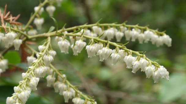 Arborétum Mlyňany - Pieris kvetnatý Zdroj: https://scontent-vie1-1.xx.fbcdn.net/v/t1.0-9/p720x720/56770669_418519592275032_8665792772533387264_o.jpg?_nc_cat=111&_nc_sid=8024bb&_nc_oc=AQnDl3ZoSgpEETNl62pQHPfinjup1UXLcnDRxoTASd2yhRLjiDUyWTN8NZ24KIK46pE&_nc_ht=scontent-vie1-1.xx&_nc_tp=6&oh=14ddf13620c42a5313f2c9be3da13007&oe=5ECC70AD Arborétum Mlyňany - Pieris kvetnatý Zdroj: https://scontent-vie1-1.xx.fbcdn.net/v/t1.0-9/p720x720/56770669_418519592275032_8665792772533387264_o.jpg?_nc_cat=111&_nc_sid=8024bb&_nc_oc=AQnDl3ZoSgpEETNl62pQHPfinjup1UXLcnDRxoTASd2yhRLjiDUyWTN8NZ24KIK46pE&_nc_ht=scontent-vie1-1.xx&_nc_tp=6&oh=14ddf13620c42a5313f2c9be3da13007&oe=5ECC70AD