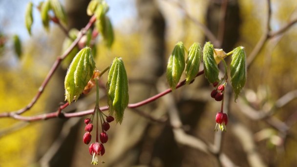 Arborétum Mlyňany - Javor japonský Zdroj: https://scontent-vie1-1.xx.fbcdn.net/v/t31.0-8/p720x720/30051866_196010161192644_6203628284931144732_o.jpg?_nc_cat=104&_nc_sid=8024bb&_nc_oc=AQm8EUPFcjJngv2mspNdSEw9htpmVJxVhe1sA2-IXHavFxYWmzNmGcWrW4BjulH7sx0&_nc_ht=scontent-vie1-1.xx&_nc_tp=6&oh=2035c95667fd669351d3849ef4cb6f54&oe=5ECBFB91 Arborétum Mlyňany - Javor japonský Zdroj: https://scontent-vie1-1.xx.fbcdn.net/v/t31.0-8/p720x720/30051866_196010161192644_6203628284931144732_o.jpg?_nc_cat=104&_nc_sid=8024bb&_nc_oc=AQm8EUPFcjJngv2mspNdSEw9htpmVJxVhe1sA2-IXHavFxYWmzNmGcWrW4BjulH7sx0&_nc_ht=scontent-vie1-1.xx&_nc_tp=6&oh=2035c95667fd669351d3849ef4cb6f54&oe=5ECBFB91