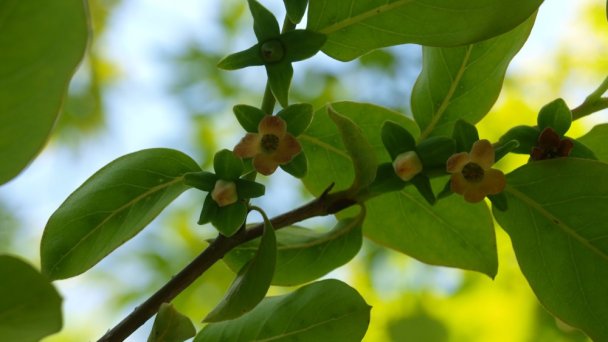 Arborétum Mlyňany - Ebenovník ďatľový Zdroj: https://scontent-vie1-1.xx.fbcdn.net/v/t1.0-9/p720x720/33768745_217060602420933_3429005454225702912_o.jpg?_nc_cat=111&_nc_sid=8024bb&_nc_oc=AQn3rv6uqMDH-OFh3Lu0PuKb9IlfrNRZ2eC_-s6gsYvGsAfGadgZM4B___58fdAy3EI&_nc_ht=scontent-vie1-1.xx&_nc_tp=6&oh=4c5242eb85c2ac1d6db7750437179931&oe=5ECD107D Arborétum Mlyňany - Ebenovník ďatľový Zdroj: https://scontent-vie1-1.xx.fbcdn.net/v/t1.0-9/p720x720/33768745_217060602420933_3429005454225702912_o.jpg?_nc_cat=111&_nc_sid=8024bb&_nc_oc=AQn3rv6uqMDH-OFh3Lu0PuKb9IlfrNRZ2eC_-s6gsYvGsAfGadgZM4B___58fdAy3EI&_nc_ht=scontent-vie1-1.xx&_nc_tp=6&oh=4c5242eb85c2ac1d6db7750437179931&oe=5ECD107D