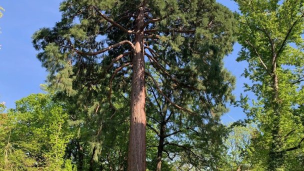 Botanická záhrada Banská Štiavnica 2 Autor: Astrologia & terapia by Meli Zdroj: https://scontent-vie1-1.xx.fbcdn.net/v/t1.0-9/s960x960/61019884_2270678616480876_9173601607936376832_o.jpg?_nc_cat=106&_nc_sid=110474&_nc_oc=AQki1zoqRvlmPiSQiozNBcJjJaNAQ-GWL0aMo1-m08oVOXGfplQ4SQ8EJt2pvx1NoEE&_nc_ht=scontent-vie1-1.xx&_nc_tp=7&oh=940d9909ded0401949174e3b507fc332&oe=5ECC346B