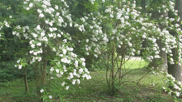 Botanická záhrada Banská Štiavnica 5 Autor: Jana Chrenová Budaiová Zdroj: https://scontent-vie1-1.xx.fbcdn.net/v/t1.0-9/s960x960/64520836_1963335983768425_3958057069025689600_o.jpg?_nc_cat=100&_nc_sid=110474&_nc_oc=AQmpjb1b_n3nQWMQdFS9P1aPtnvpIzHwMYnR_9g4XQrGMaGOIc2KRvIeNAIPOi8fsQs&_nc_ht=scontent-vie1-1.xx&_nc_tp=7&oh=6a042eac91bd8914d706590f0cc2adf8&oe=5ECC0C0D