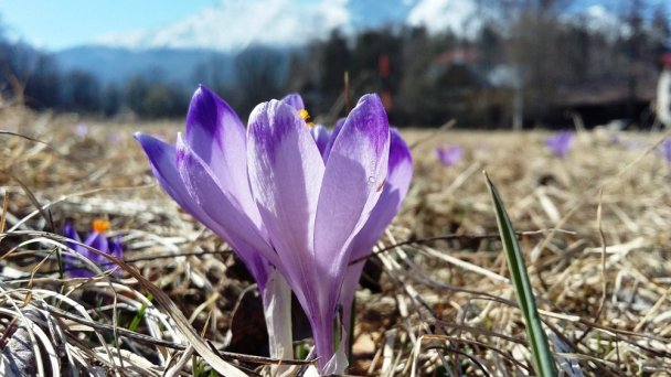 Botanická záhrada Tatry 2 Autor: Štátne lesy TANAPu Zdroj: https://scontent-vie1-1.xx.fbcdn.net/v/t1.0-9/92572787_2509312556000509_6278753552617701376_o.jpg?_nc_cat=108&_nc_sid=8024bb&_nc_oc=AQn5L5_CBwm5yJukjGqIWJXquqXE9t8gh77XGiIhXCfdk_JlumoZAFOQDPlifq1vgmQ&_nc_ht=scontent-vie1-1.xx&oh=7d7beccd4cafaf6e1622897576054fba&oe=5ECF1D81&dl=1