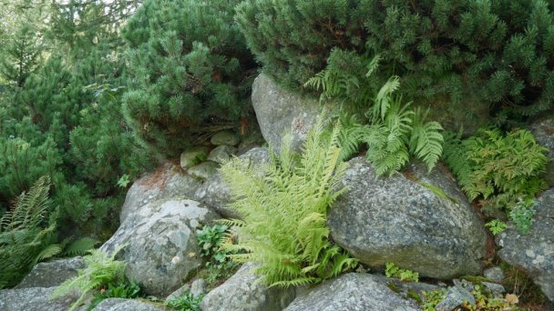 Botanická záhrada 4 Autor: Štátne lesy TANAPu Zdroj: https://scontent-vie1-1.xx.fbcdn.net/v/t1.0-9/p720x720/70387437_2333289523602814_866180936646000640_o.jpg?_nc_cat=109&_nc_sid=8024bb&_nc_oc=AQmnAxd66wvjVt60lZ2m1q1TdQFv-5j9aqI0SOz57o2vMZZMyHfTS4Wju_LB0rXyUjY&_nc_ht=scontent-vie1-1.xx&_nc_tp=6&oh=92765cee21d41640e67e53926aa9088c&oe=5ECBBE56