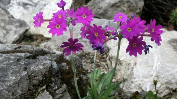 Botanická záhrada Tatranská Lomnica 6 Autor: Štátne lesy TANAPu Zdroj: https://scontent-vie1-1.xx.fbcdn.net/v/t1.0-9/p720x720/61734964_2260159607582473_4442915261351198720_o.jpg?_nc_cat=103&_nc_sid=8024bb&_nc_oc=AQk-_BrB66f6BvBnBcs9skCZAyRR-9Deub0zMoDNfKj02iJdUTAVVbihoGrhmOoRrok&_nc_ht=scontent-vie1-1.xx&_nc_tp=6&oh=cd6d0f7faa4a7faceb6d9b992d2a4af2&oe=5ECDCD7F