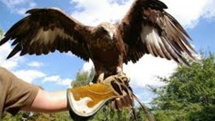 Sokoliarsky dvůr Astur, hrad Červený Kámen 5