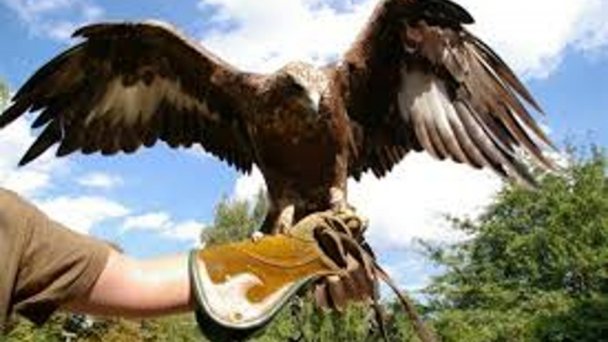 Sokoliarsky dvůr Astur, hrad Červený Kámen 5
