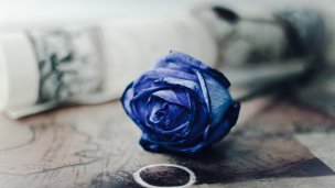 Rád modrej ruže