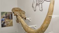 Balneologické muzeum Imricha Wintera v Piešťanech 5