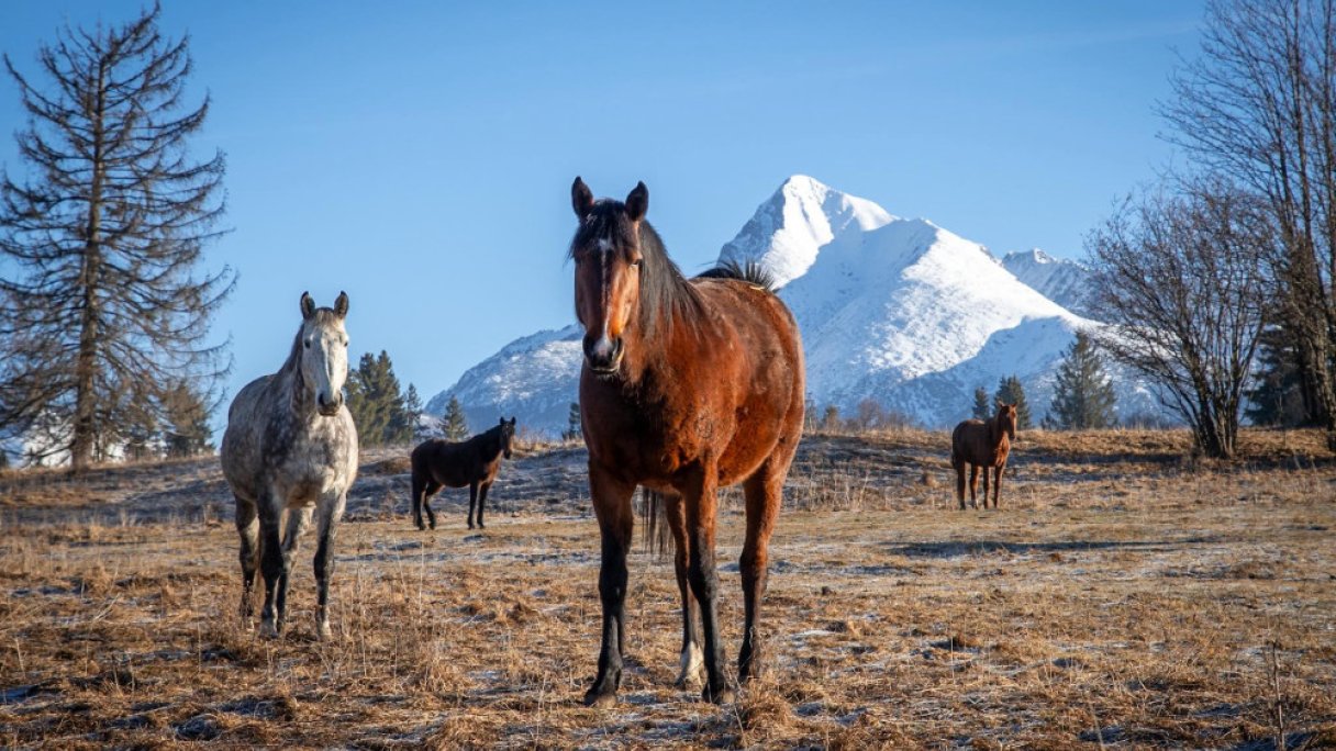 Koně ve Východní 1