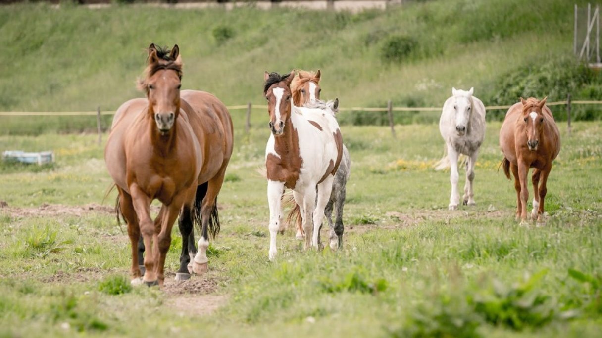 Koně ve Východní 1