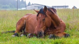 Koně ve Východní 3