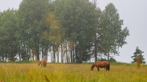 Koně ve Východní 4