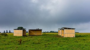 Koně ve Východní 5