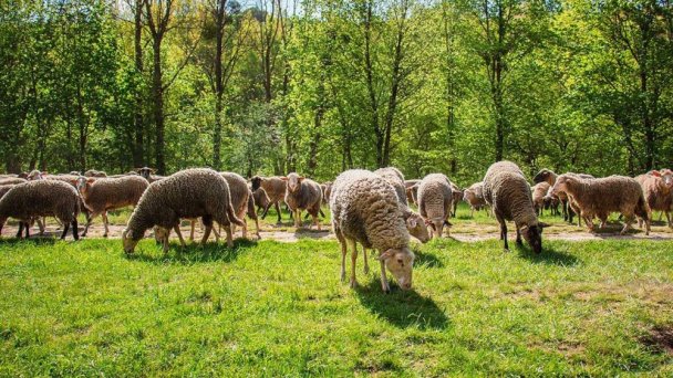 Sysloviště na Muránské planině 6