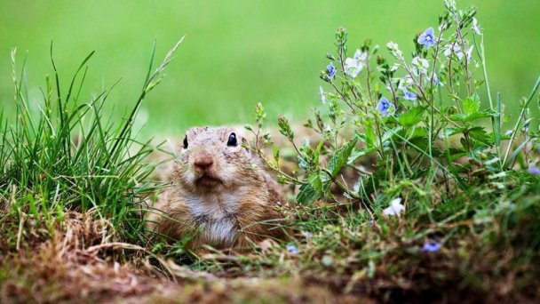 Sysloviště na Muránské planině 7