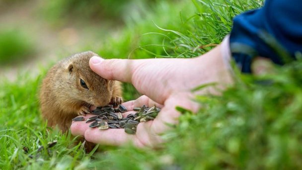 Sysloviště na Muránské planině 4