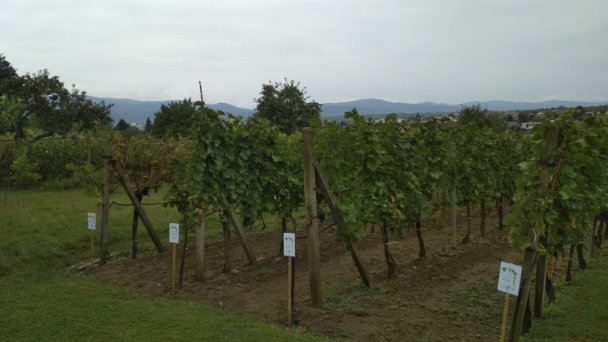 Malokarpatská vinná cesta 4 Malokarpatská vinná cesta 4