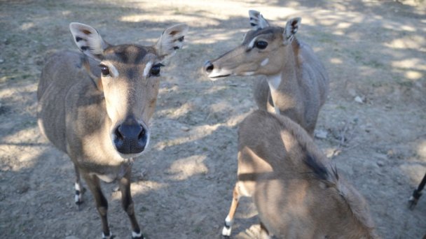 Zoo Bratislava 2 Zdroj: https://scontent-vie1-1.xx.fbcdn.net/v/t1.0-0/p640x640/94335688_3625820304100881_439964458253549568_o.jpg?_nc_cat=104&_nc_sid=8024bb&_nc_oc=AQkGFa1juHkGnv6-EWuNrbRGEnBeTzSoqhuDZ2yN_PXOwzL6xWMPt3FhH2mH3GUUINQ&_nc_ht=scontent-vie1-1.xx&_nc_tp=6&oh=8606b3eec89665a74e448e934cea7897&oe=5ECA9509 Zoo Bratislava 2 Zdroj: https://scontent-vie1-1.xx.fbcdn.net/v/t1.0-0/p640x640/94335688_3625820304100881_439964458253549568_o.jpg?_nc_cat=104&_nc_sid=8024bb&_nc_oc=AQkGFa1juHkGnv6-EWuNrbRGEnBeTzSoqhuDZ2yN_PXOwzL6xWMPt3FhH2mH3GUUINQ&_nc_ht=scontent-vie1-1.xx&_nc_tp=6&oh=8606b3eec89665a74e448e934cea7897&oe=5ECA9509