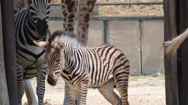 Zoo Bratislava 3 Zdroj: https://scontent-vie1-1.xx.fbcdn.net/v/t1.0-0/p640x640/83096698_3387725664577014_9117479669711503360_o.jpg?_nc_cat=100&_nc_sid=8024bb&_nc_oc=AQmoBfyckzLGvmRwW8gkhMjtM6OFm3GTwciSbVYOOlhm1iR4ZsuObOgMnkiHhihqafQ&_nc_ht=scontent-vie1-1.xx&_nc_tp=6&oh=6efa8c0d9b11fa6596cc59549125656e&oe=5ECAEFDE Zoo Bratislava 3 Zdroj: https://scontent-vie1-1.xx.fbcdn.net/v/t1.0-0/p640x640/83096698_3387725664577014_9117479669711503360_o.jpg?_nc_cat=100&_nc_sid=8024bb&_nc_oc=AQmoBfyckzLGvmRwW8gkhMjtM6OFm3GTwciSbVYOOlhm1iR4ZsuObOgMnkiHhihqafQ&_nc_ht=scontent-vie1-1.xx&_nc_tp=6&oh=6efa8c0d9b11fa6596cc59549125656e&oe=5ECAEFDE