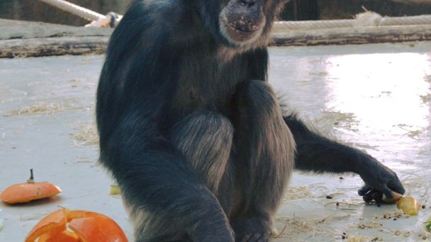 Zoo Bratislava 5 Zdroj: https://scontent-vie1-1.xx.fbcdn.net/v/t1.0-9/p960x960/66760939_2936122683070650_3348988113262215168_o.jpg?_nc_cat=111&_nc_sid=8024bb&_nc_oc=AQnGkAew1WzRJcAD_fWjZsk4YK-67eNVI2EnoBaFN4DhGJ947fvGid_HazOatszIhO4&_nc_ht=scontent-vie1-1.xx&_nc_tp=6&oh=f3af2754c75fa3e12d9838c917e0d4f7&oe=5ECB03D4 Zoo Bratislava 5 Zdroj: https://scontent-vie1-1.xx.fbcdn.net/v/t1.0-9/p960x960/66760939_2936122683070650_3348988113262215168_o.jpg?_nc_cat=111&_nc_sid=8024bb&_nc_oc=AQnGkAew1WzRJcAD_fWjZsk4YK-67eNVI2EnoBaFN4DhGJ947fvGid_HazOatszIhO4&_nc_ht=scontent-vie1-1.xx&_nc_tp=6&oh=f3af2754c75fa3e12d9838c917e0d4f7&oe=5ECB03D4