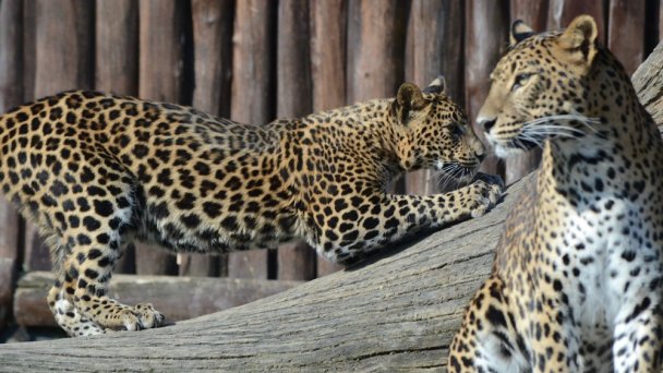 Zoo Bratislava 7 Zdroj: https://scontent-vie1-1.xx.fbcdn.net/v/t1.0-0/p640x640/56951207_2770384169644503_5070875772500049920_o.jpg?_nc_cat=110&_nc_sid=8024bb&_nc_oc=AQkjROaa2Cyk9rfeMHbVIjgoqWKQ6VIQPeUJEe3wNH12DWLut3pdv7zWT5kUQKmXgU0&_nc_ht=scontent-vie1-1.xx&_nc_tp=6&oh=78d49949ad3c05932a19aead2efab5ff&oe=5ECD59CC Zoo Bratislava 7 Zdroj: https://scontent-vie1-1.xx.fbcdn.net/v/t1.0-0/p640x640/56951207_2770384169644503_5070875772500049920_o.jpg?_nc_cat=110&_nc_sid=8024bb&_nc_oc=AQkjROaa2Cyk9rfeMHbVIjgoqWKQ6VIQPeUJEe3wNH12DWLut3pdv7zWT5kUQKmXgU0&_nc_ht=scontent-vie1-1.xx&_nc_tp=6&oh=78d49949ad3c05932a19aead2efab5ff&oe=5ECD59CC