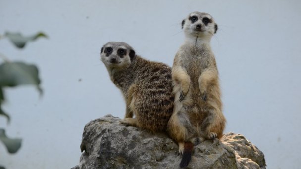 Zoo Bratislava 8 Zdroj: https://scontent-vie1-1.xx.fbcdn.net/v/t1.0-0/p640x640/37421702_2342232589126332_4127951810453307392_o.jpg?_nc_cat=105&_nc_sid=2d5d41&_nc_oc=AQmrbh1tml9yu3y1Xh5rquj-46m5vDDRP8Jb12_o3ttMSMZ_2MKGf9uZ1Y6lzmlkYCw&_nc_ht=scontent-vie1-1.xx&_nc_tp=6&oh=56c05afffca35a9b7e428908381f4bbf&oe=5ECE71E1 Zoo Bratislava 8 Zdroj: https://scontent-vie1-1.xx.fbcdn.net/v/t1.0-0/p640x640/37421702_2342232589126332_4127951810453307392_o.jpg?_nc_cat=105&_nc_sid=2d5d41&_nc_oc=AQmrbh1tml9yu3y1Xh5rquj-46m5vDDRP8Jb12_o3ttMSMZ_2MKGf9uZ1Y6lzmlkYCw&_nc_ht=scontent-vie1-1.xx&_nc_tp=6&oh=56c05afffca35a9b7e428908381f4bbf&oe=5ECE71E1