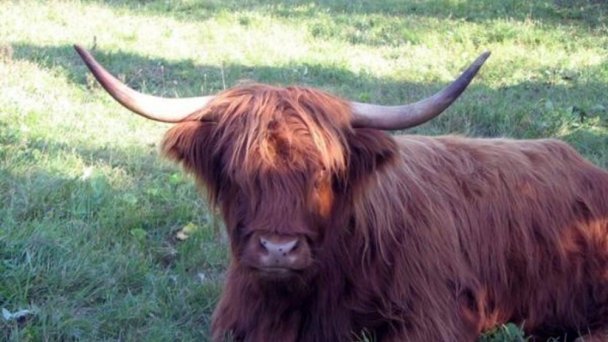 Farma New Zealand Modrová 4