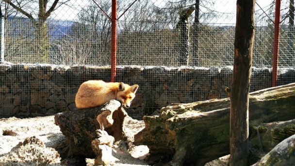Zveropark 4 Zdroj: https://scontent-vie1-1.xx.fbcdn.net/v/t1.0-9/p720x720/90424378_2525768260976922_1643033477022482432_o.jpg?_nc_cat=100&_nc_sid=8024bb&_nc_oc=AQmh2MLg01zcJvOQjZXfBDT779w3WxyGnYaKbmzwrlfGuig9Cnhcl_cXx7DMffTHGpY&_nc_ht=scontent-vie1-1.xx&_nc_tp=6&oh=781c0300dfd0a4ee1d1697b82f77c182&oe=5ECDE9C8