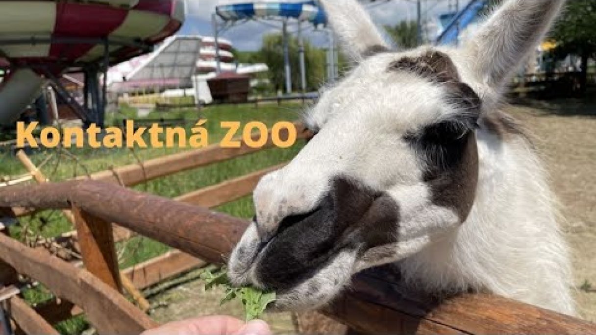 ZOO Kontakt Liptovský Mikuláš Autor: Domalenka predtým Sorger Zdroj: https://www.youtube.com/@domalenka ZOO Kontakt Liptovský Mikuláš Autor: Domalenka predtým Sorger Zdroj: https://www.youtube.com/@domalenka
