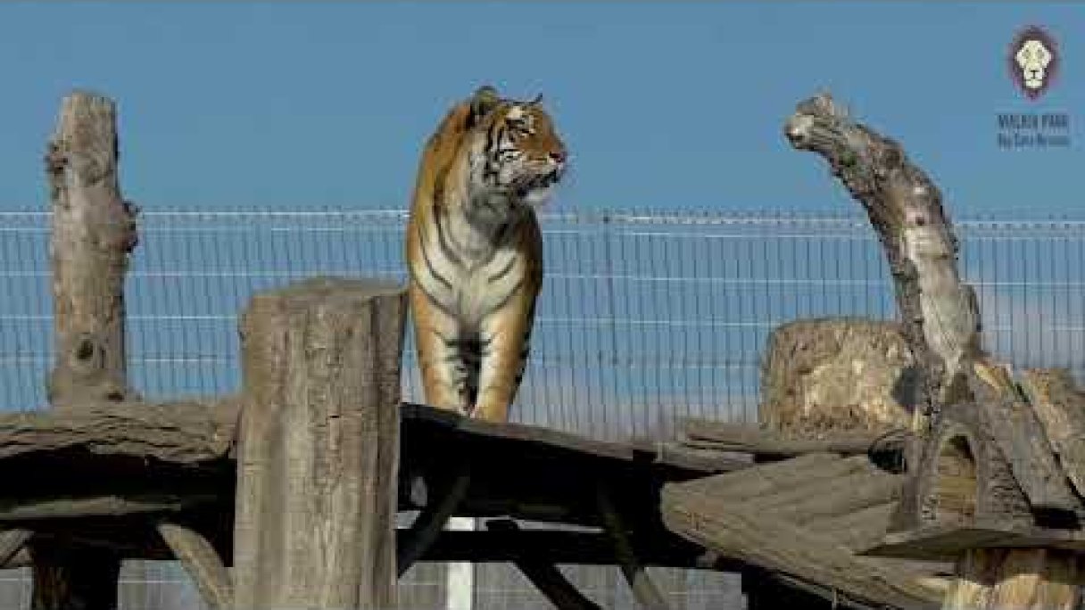 Špeciálny komentovaný sprievod pre adoptívnych rodičov Autor: MALKIA PARK Big Cats Rescue Zdroj: https://www.youtube.com/@malkiaparkbigcatsrescue9150 Špeciálny komentovaný sprievod pre adoptívnych rodičov Autor: MALKIA PARK Big Cats Rescue Zdroj: https://www.youtube.com/@malkiaparkbigcatsrescue9150