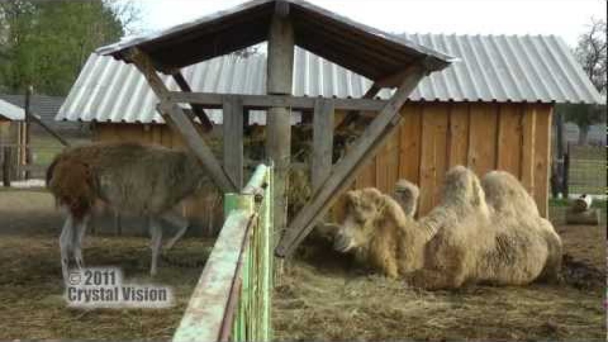 Ranč pod Babicou, ZOO Bojná Autor: Slovensky Trip Zdroj: https://www.youtube.com/@slovaktrip Ranč pod Babicou, ZOO Bojná Autor: Slovensky Trip Zdroj: https://www.youtube.com/@slovaktrip