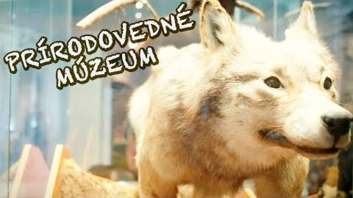 Slovenské národné múzeum - Prírodovedné múzeum (Tip na výlet s deťmi v Bratislave) Autor: FAMILY ZONE - Kids' Songs & Stories (Emma & Lucas) Zdroj: https://www.youtube.com/@FamilyZoneEdu Slovenské národné múzeum - Prírodovedné múzeum (Tip na výlet s deťmi v Bratislave) Autor: FAMILY ZONE - Kids' Songs & Stories (Emma & Lucas) Zdroj: https://www.youtube.com/@FamilyZoneEdu