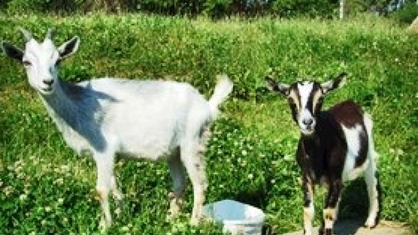 Ubytovanie u gazdu Kežmarok 11 Ubytovanie u gazdu Kežmarok 11