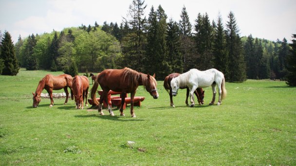 Dom Pútnika  Spišská Nová Ves 21