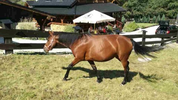 Drevenica Southfork Hnilčík 33