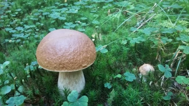 Chata pod Repiskom  Oravské Veselé 15