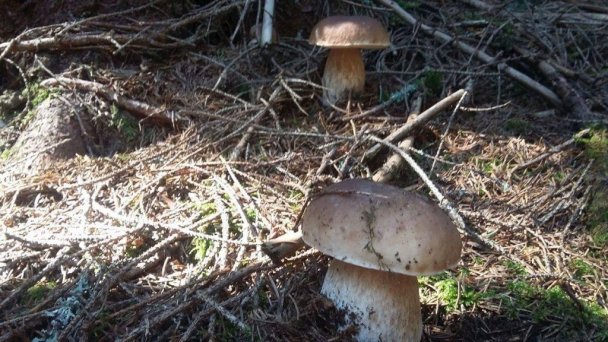 Chata pod Repiskom  Oravské Veselé 17
