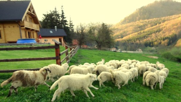 Drevenica Racibor Oravský Podzámok 37