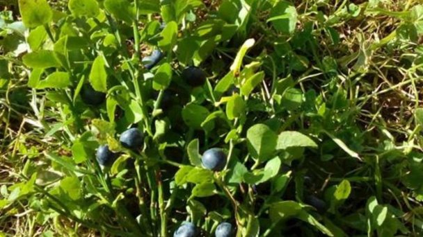 Chata Sisi 1337 Oravská Lesná 78
