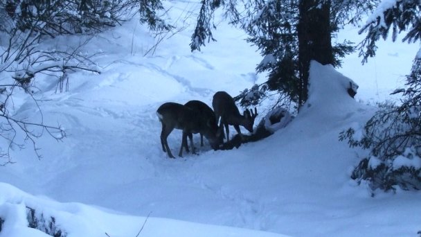 Chata Evka Brezovica 32