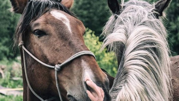 Ranč pod Ostrou skalou Stratená 82