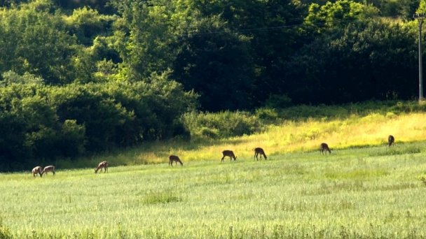 Rybárska chata s bazénom Jablonov nad Turňou 24 Rybárska chata s bazénom Jablonov nad Turňou 24