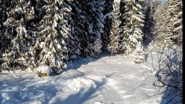 Drevenica Goral Oravská Lesná 11
