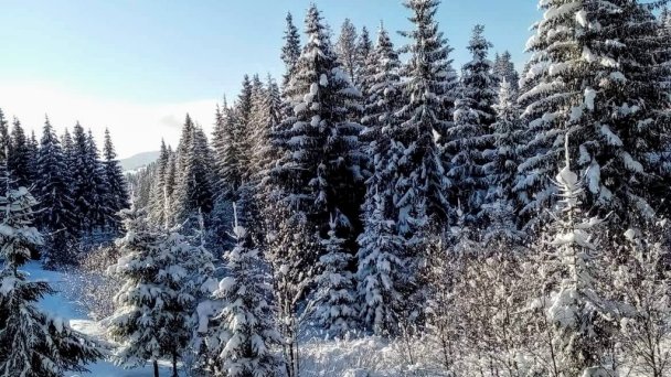 Drevenica Goral Oravská Lesná 10
