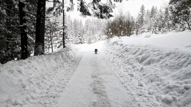 Drevenica Goral Oravská Lesná 7