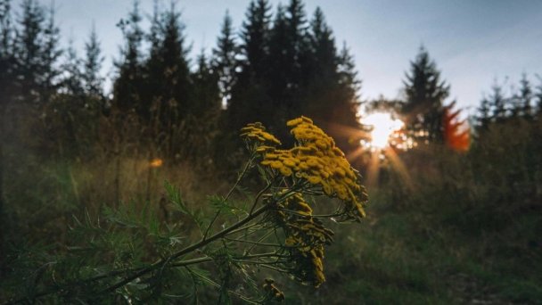 Chata pod Jaseňom Oravská Lesná 19