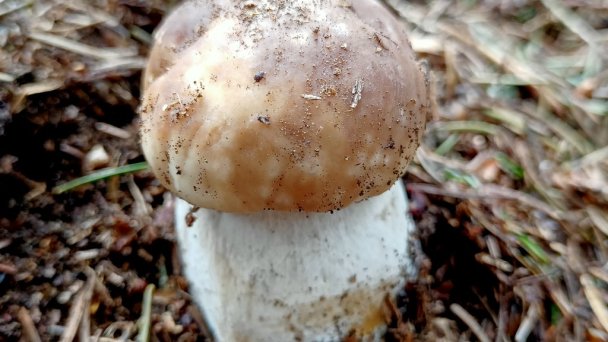 Romantická chalupa pod Tatrami Liptovský Hrádok - Dovalovo 18