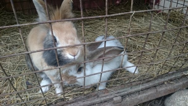 Penzión na gazdovskom dvore Veličná 15