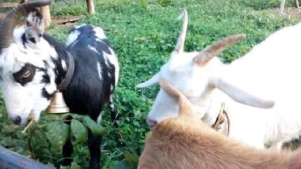 Chata Biely Potok 1275 Terchová 66 Chata Biely Potok 1275 Terchová 66